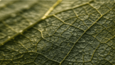 Leaf vein structure